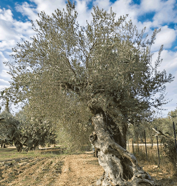 Baumpatenschaft inkl. 0,5 Liter Olivenöl von einem erwachsenen bis jahrhundertealten Olivenbaum